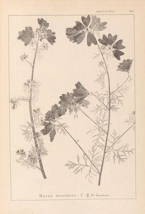 Herbier de la flore française Pl.0036