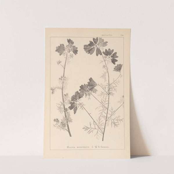 Herbier de la flore française Pl.0036 by Louis Antoine Cusin