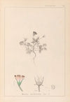 Herbier de la flore française Pl.0038