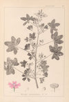 Herbier de la flore française Pl.0039