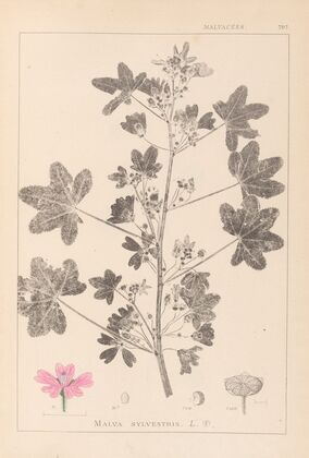 Herbier de la flore française Pl.0039