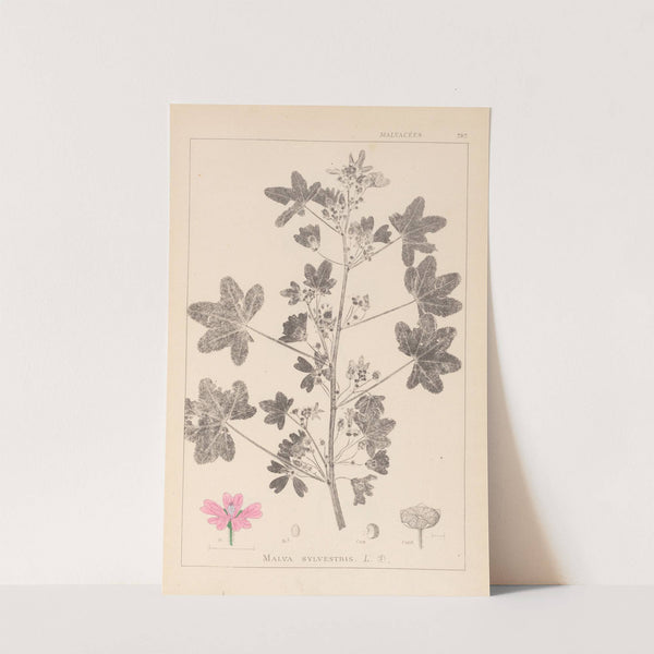 Herbier de la flore française Pl.0039 by Louis Antoine Cusin