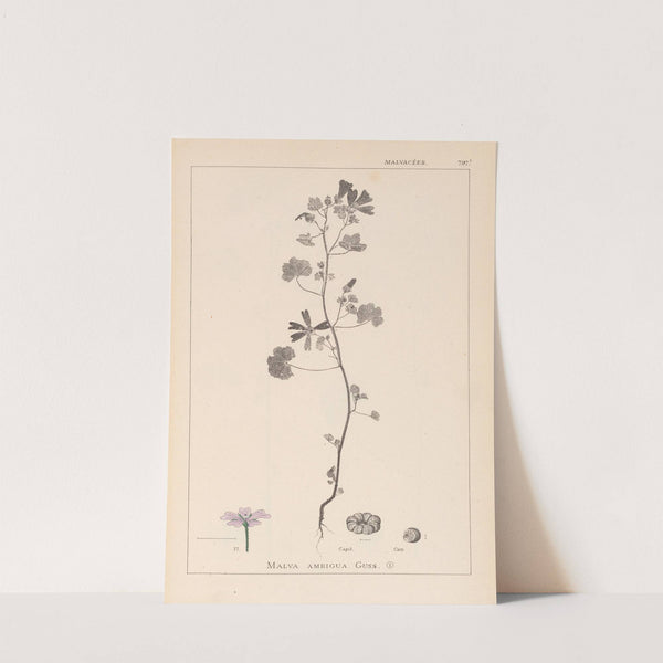 Herbier de la flore française Pl.0040 by Louis Antoine Cusin