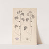 Herbier de la flore française Pl.0041 by Louis Antoine Cusin