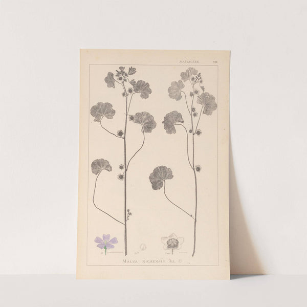 Herbier de la flore française Pl.0041 by Louis Antoine Cusin
