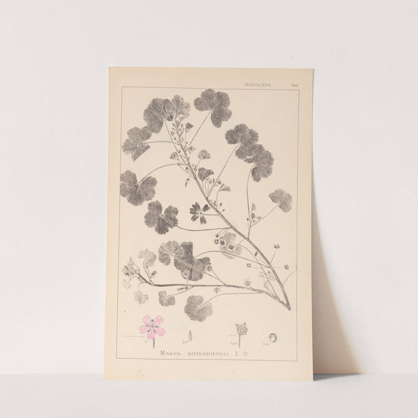 Herbier de la flore française Pl.0042 by Louis Antoine Cusin