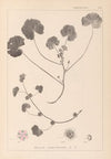 Herbier de la flore française Pl.0043