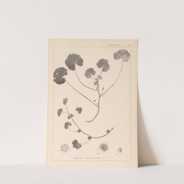 Herbier de la flore française Pl.0043 by Louis Antoine Cusin