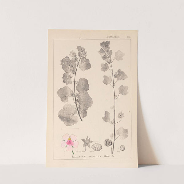 Herbier de la flore française Pl.0048 by Louis Antoine Cusin