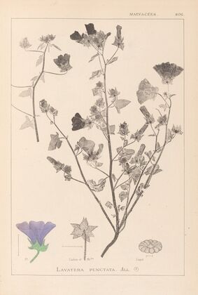Herbier de la flore française Pl.0049