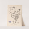 Herbier de la flore française Pl.0049 by Louis Antoine Cusin