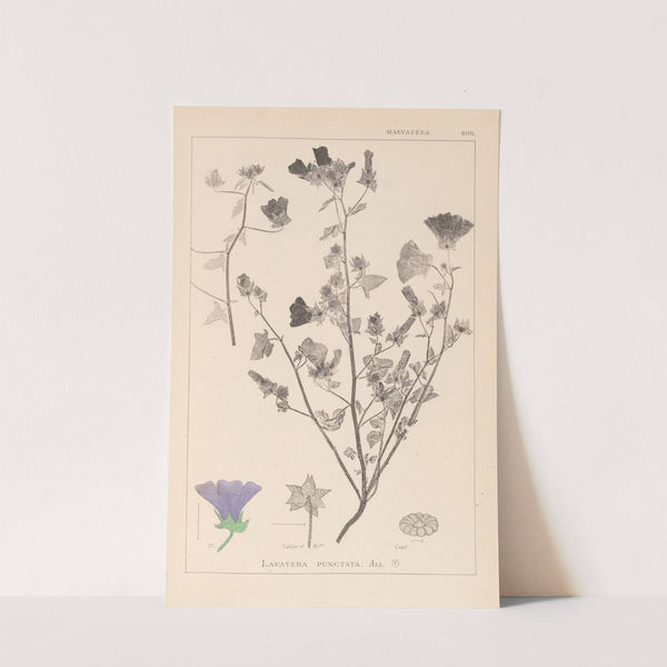 Herbier de la flore française Pl.0049 by Louis Antoine Cusin