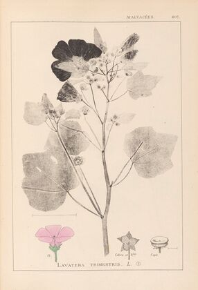 Herbier de la flore française Pl.0050