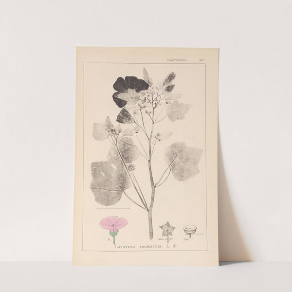 Herbier de la flore française Pl.0050 by Louis Antoine Cusin