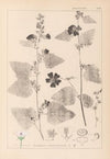 Herbier de la flore française Pl.0051