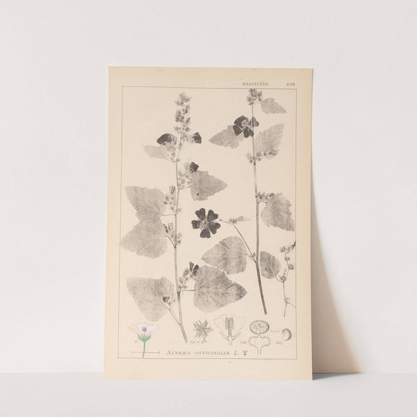 Herbier de la flore française Pl.0051 by Louis Antoine Cusin