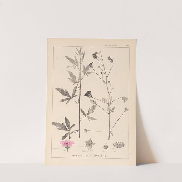 Herbier de la flore française Pl.0052 by Louis Antoine Cusin