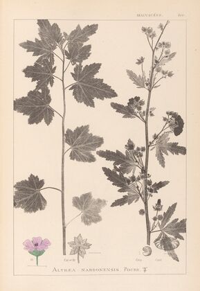 Herbier de la flore française Pl.0053