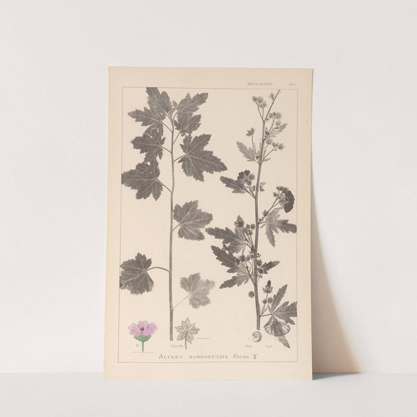 Herbier de la flore française Pl.0053 by Louis Antoine Cusin