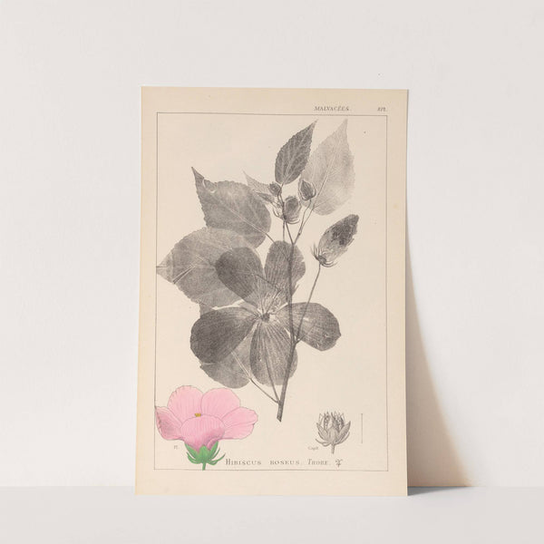 Herbier de la flore française Pl.0055 by Louis Antoine Cusin