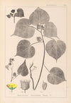 Herbier de la flore française Pl.0056