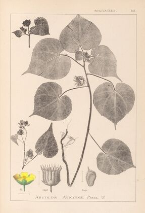 Herbier de la flore française Pl.0056