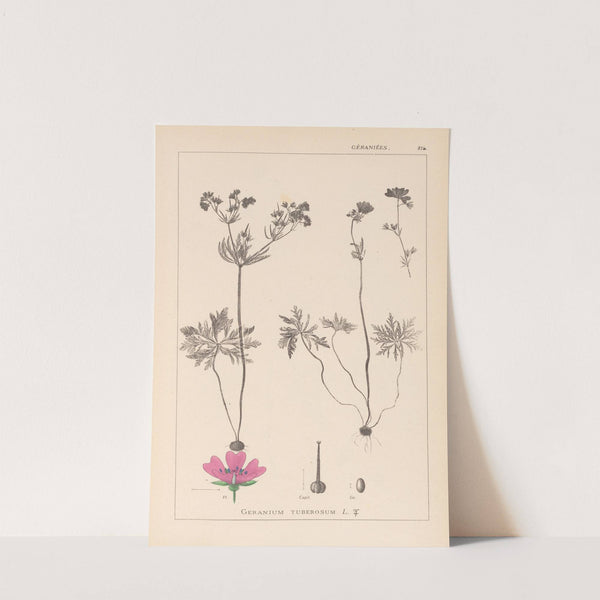 Herbier de la flore française Pl.0057 by Louis Antoine Cusin