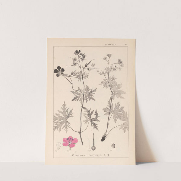 Herbier de la flore française Pl.0058 by Louis Antoine Cusin