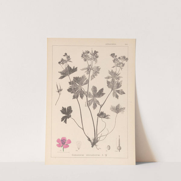 Herbier de la flore française Pl.0059 by Louis Antoine Cusin