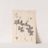 Herbier de la flore française Pl.0062 by Louis Antoine Cusin