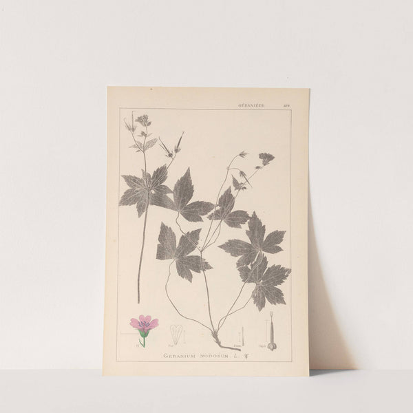 Herbier de la flore française Pl.0062 by Louis Antoine Cusin