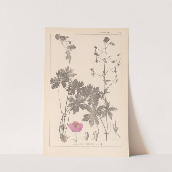 Herbier de la flore française Pl.0063 by Louis Antoine Cusin