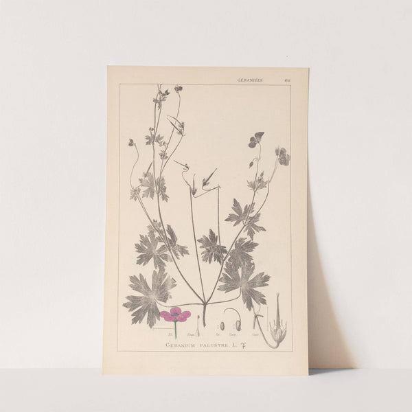 Herbier de la flore française Pl.0064 by Louis Antoine Cusin