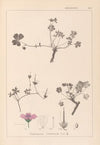 Herbier de la flore française Pl.0065