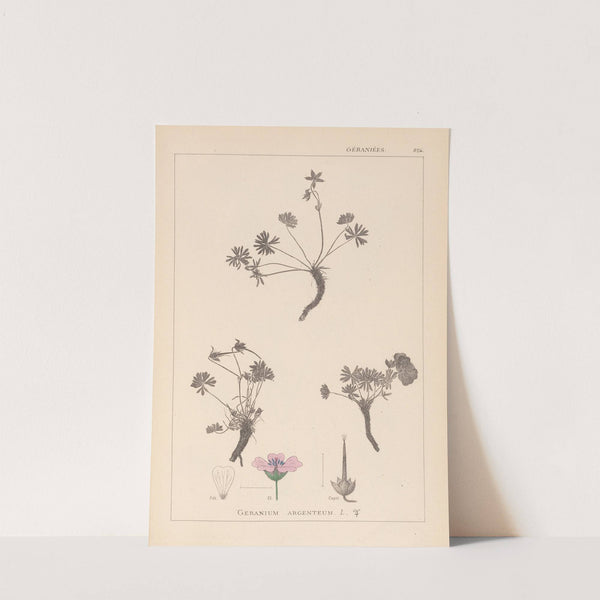 Herbier de la flore française Pl.0066 by Louis Antoine Cusin