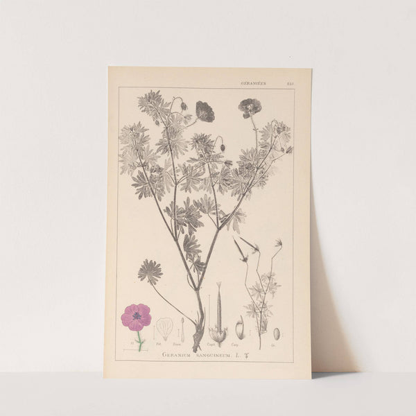 Herbier de la flore française Pl.0067 by Louis Antoine Cusin