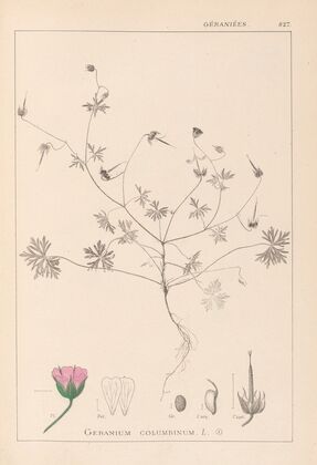Herbier de la flore française Pl.0069