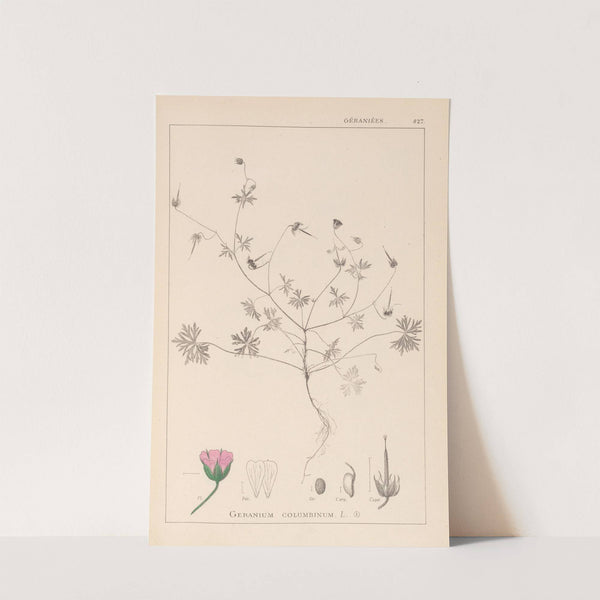 Herbier de la flore française Pl.0069 by Louis Antoine Cusin