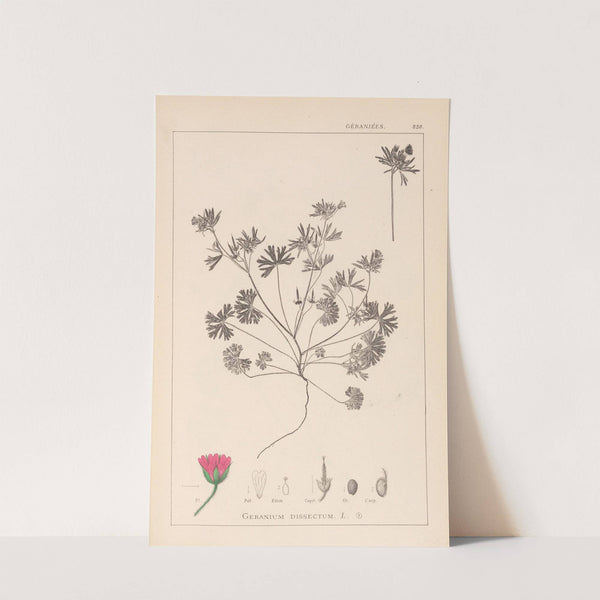 Herbier de la flore française Pl.0070 by Louis Antoine Cusin