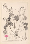 Herbier de la flore française Pl.0071