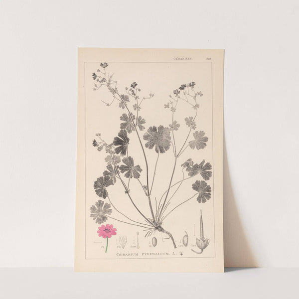 Herbier de la flore française Pl.0071 by Louis Antoine Cusin