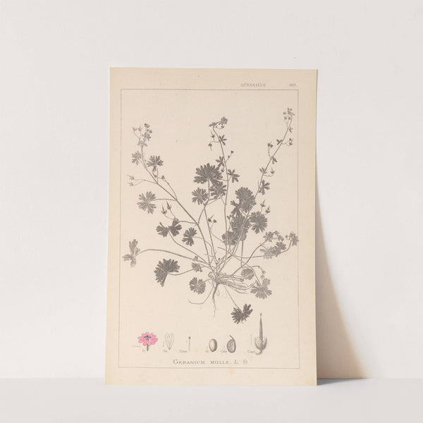 Herbier de la flore française Pl.0072 by Louis Antoine Cusin