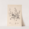 Herbier de la flore française Pl.0073 by Louis Antoine Cusin