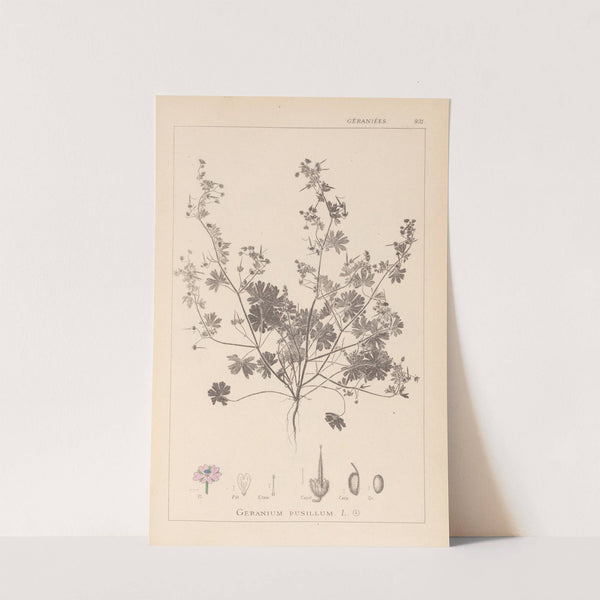 Herbier de la flore française Pl.0073 by Louis Antoine Cusin