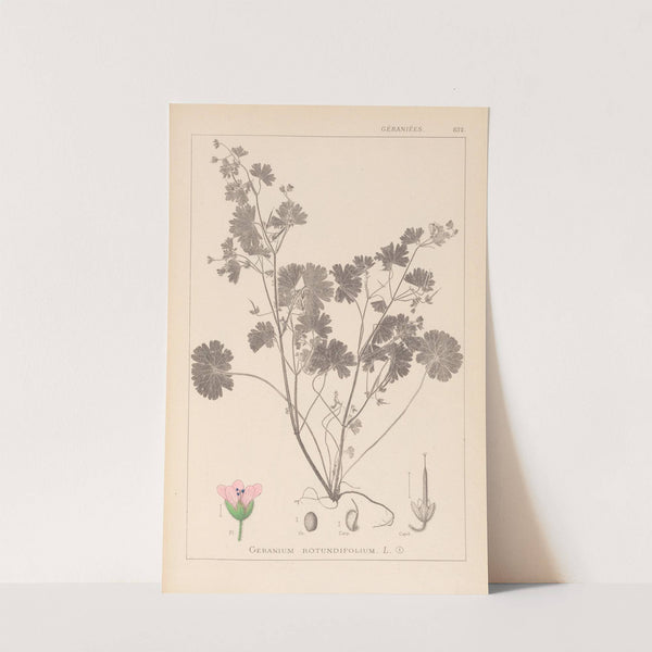 Herbier de la flore française Pl.0074 by Louis Antoine Cusin