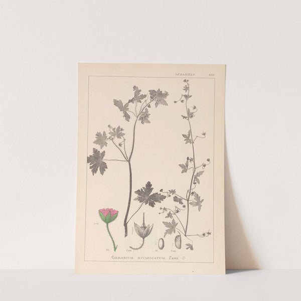 Herbier de la flore française Pl.0075 by Louis Antoine Cusin