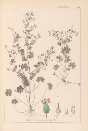 Herbier de la flore française Pl.0076