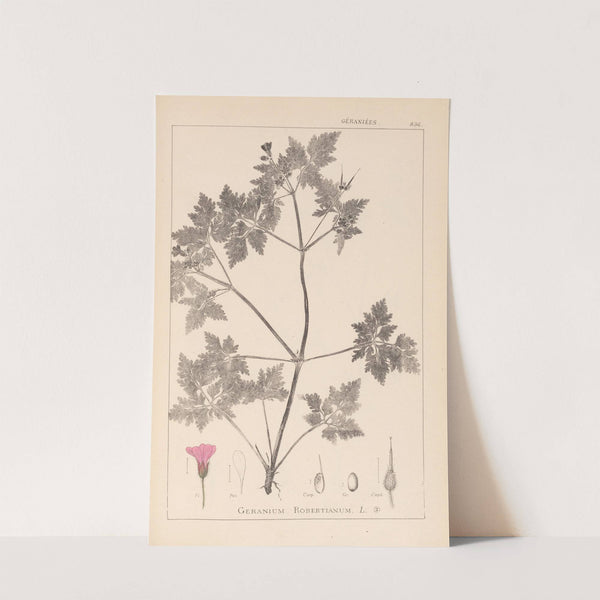 Herbier de la flore française Pl.0078 by Louis Antoine Cusin