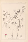 Herbier de la flore française Pl.0079