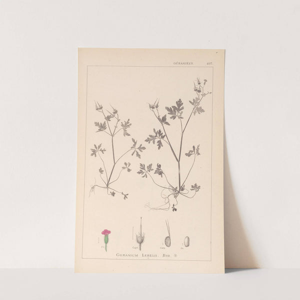 Herbier de la flore française Pl.0079 by Louis Antoine Cusin